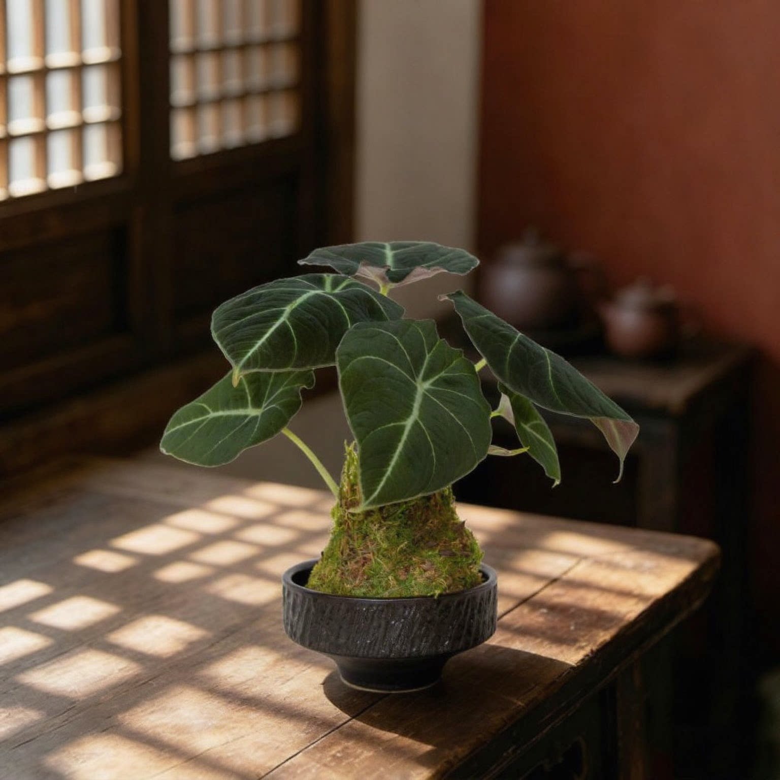水培海芋苔藓球室内禅意观叶盆栽办公桌装饰客厅桌面绿植创意摆件