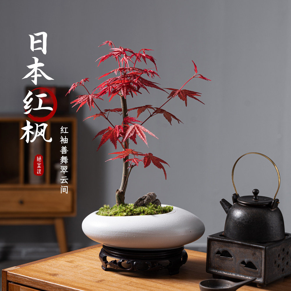 日本红枫叶树盆景办公室茶桌盆栽室内花卉桌面绿植老桩植物禅意花