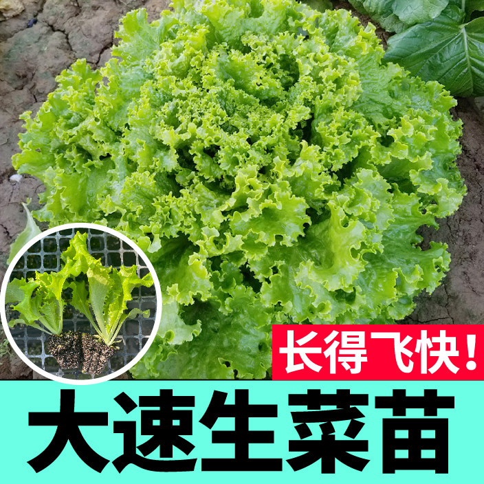 大速生生菜苗秧种子咖啡菜直立结球奶油红皱菜苗四季阳台盆栽庭院