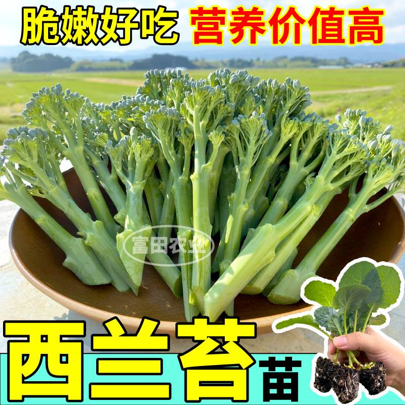 寿光西兰苔苗秧西兰花芥蓝松花菜种子四季耐寒多茬采收阳台带土球