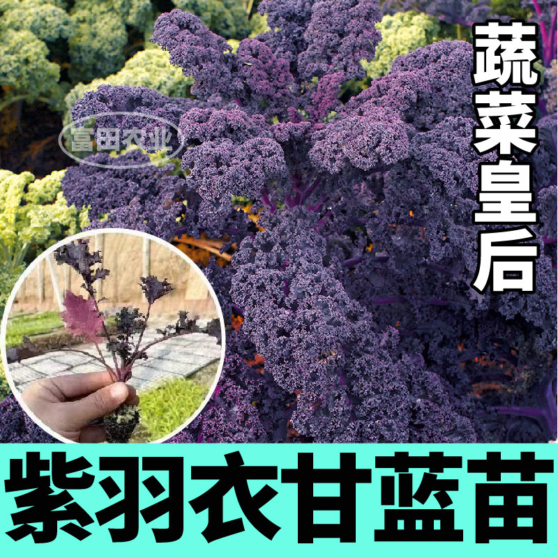 紫色羽衣甘蓝苗秧带土球四季春秋盆栽阳台蔬菜皇后绿羽衣甘蓝种子