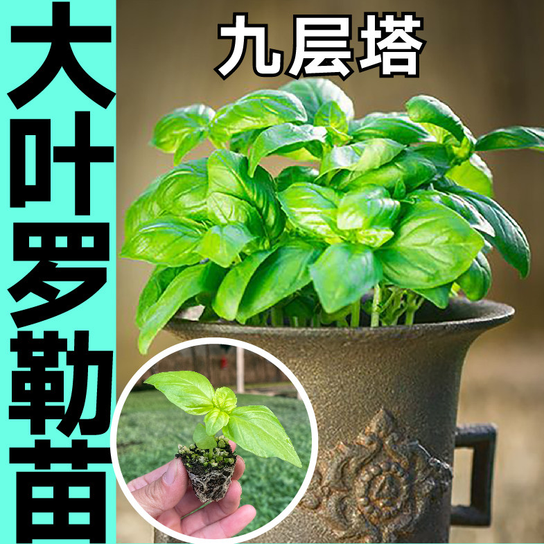 大叶罗勒苗秧带土球香草九层塔罗勒种子春秋四季阳台盆栽药食两用