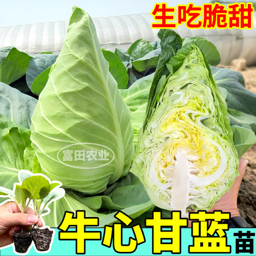 牛心甘蓝苗秧生吃脆甜尖包菜苗大头菜四季阳台小院盆栽大田蔬菜
