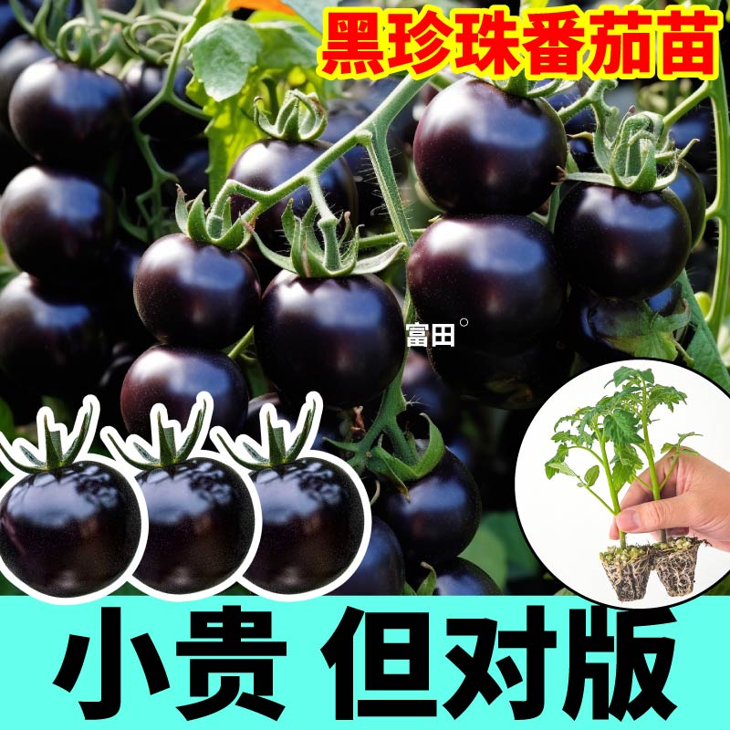 山东寿光黑珍珠番茄苗秧四季纯黑紫色黑玫瑰番茄种子阳台小院盆栽