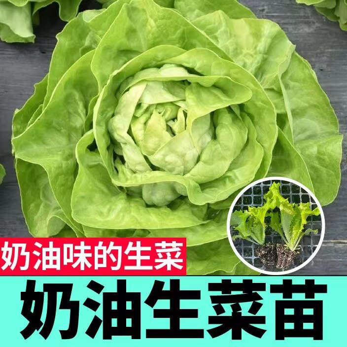 四季嫩绿色奶油生菜苗秧种子大速盆栽阳台庭院可水培青菜生吃寿光