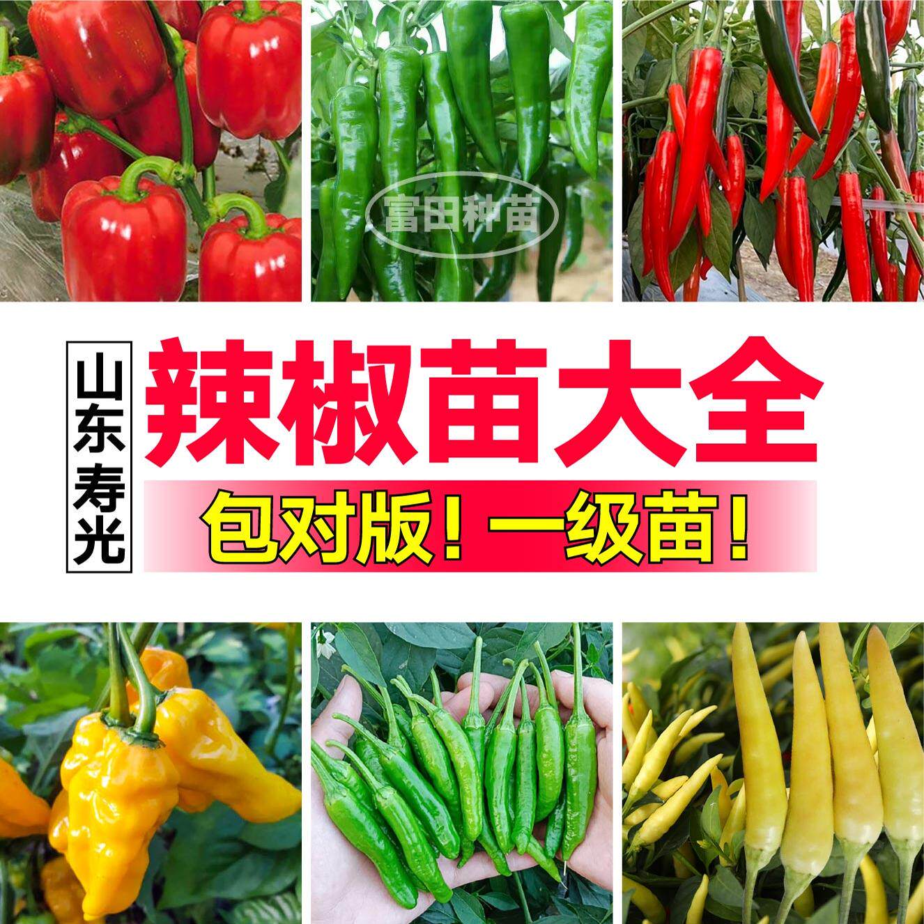 寿光辣椒苗秧大全合集朝天辣妹子美人樟树港线椒螺丝辣椒种子四季
