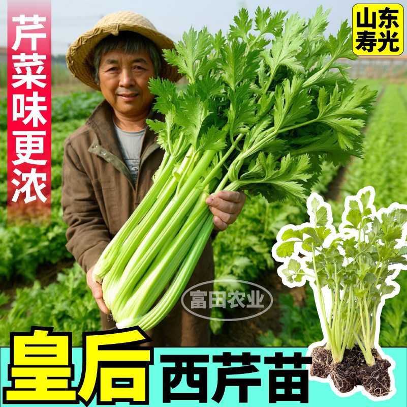 山东寿光皇后西芹苗秧四季阳台盆栽味更浓大肉西芹红芹根芹种子