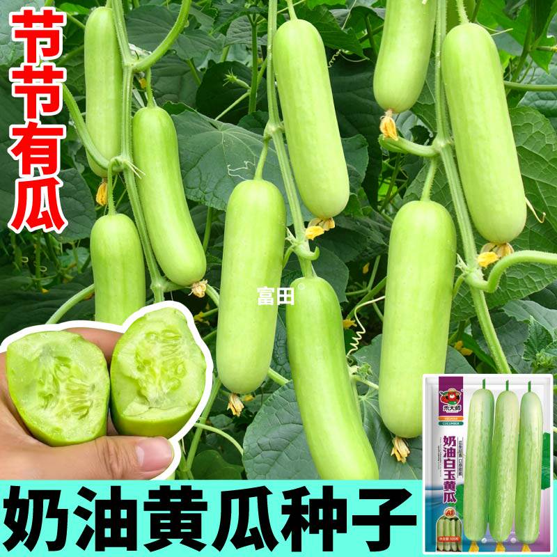 节节有瓜 奶油白玉黄瓜种子四季高颜值水果黄瓜种籽阳台盆栽可种