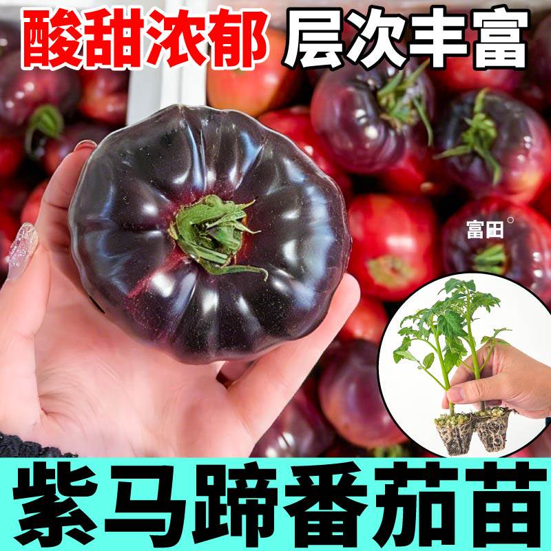 寿光紫马蹄番茄苗秧紫罗兰沙瓤口感红千禧金玲珑盆栽种子阳台可种