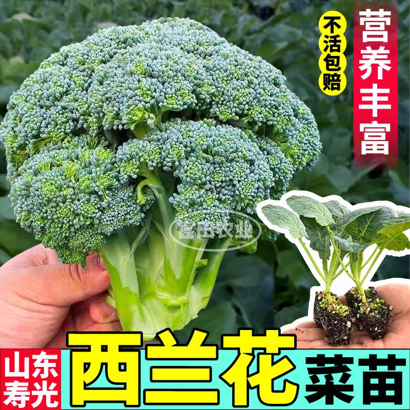 寿光西兰花菜苗秧花球紧米粒细四季阳台小院盆栽松花菜紫花菜种子