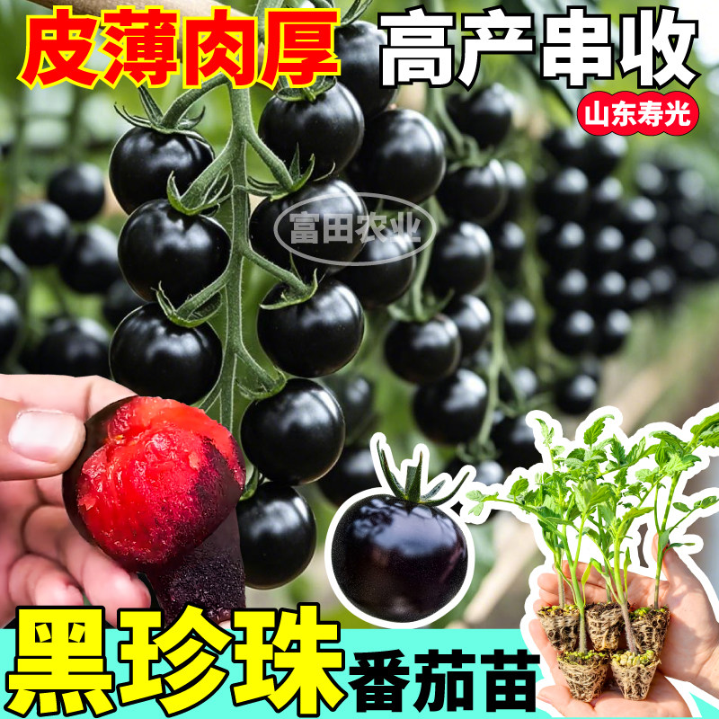 山东寿光黑珍珠番茄苗秧四季高产串收酸甜可口红千禧种子阳台盆栽