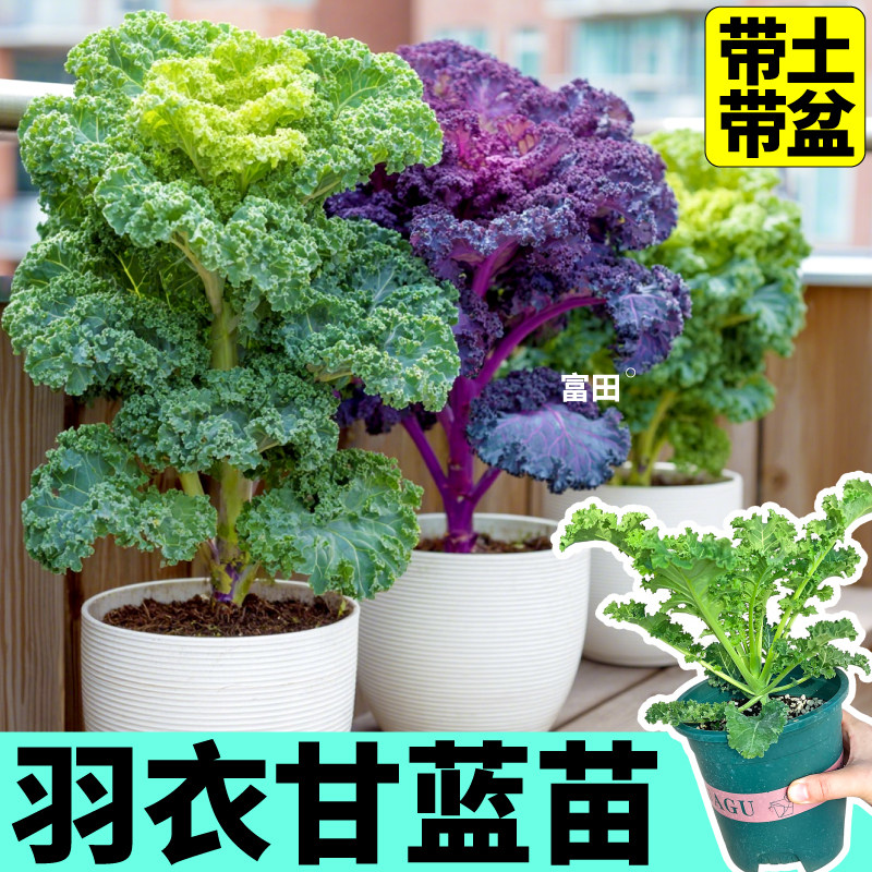 寿光羽衣甘蓝盆栽原土大苗超耐寒阳台可食用秋冬蔬菜苗