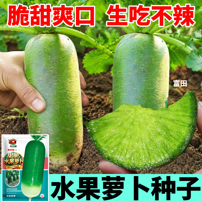 脆甜水果萝卜种子味甜爽口早熟高产白萝卜种籽盆栽大田种植