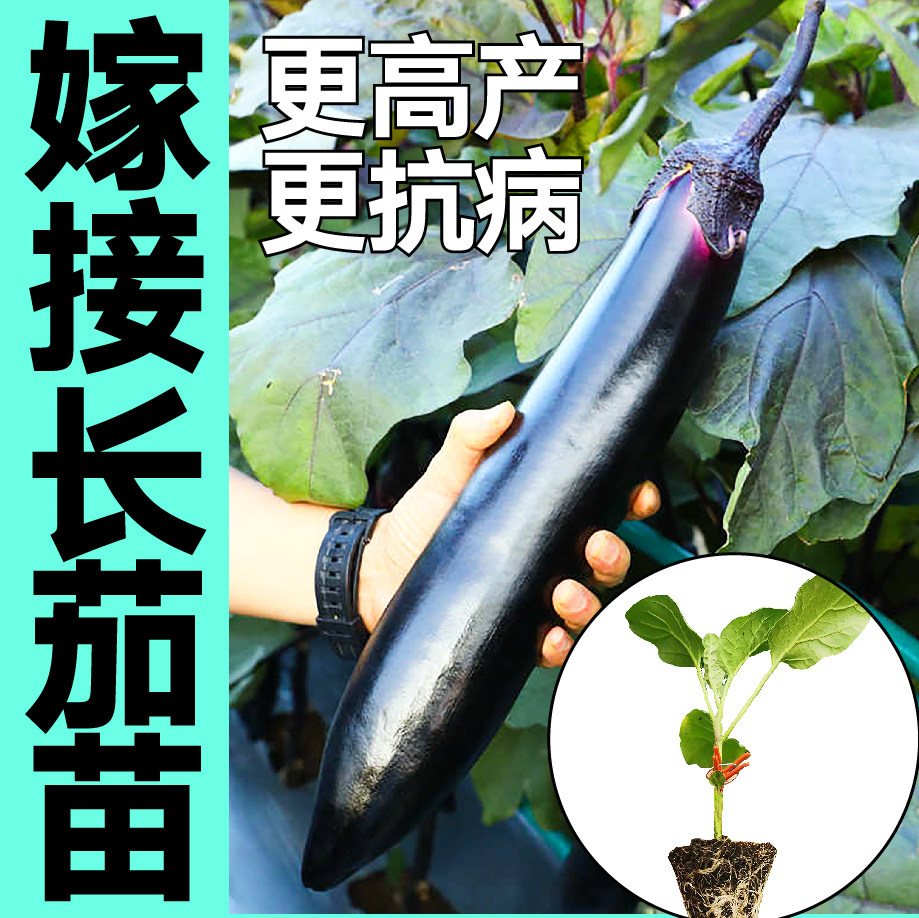 寿光嫁接大龙长茄子苗秧带土四季春秋盆栽黑圆茄子种子蔬菜苗种籽