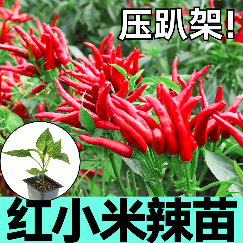 正宗特辣小米辣苗秧四季簇生红包小辣椒烈焰朝天椒种子四季盆栽