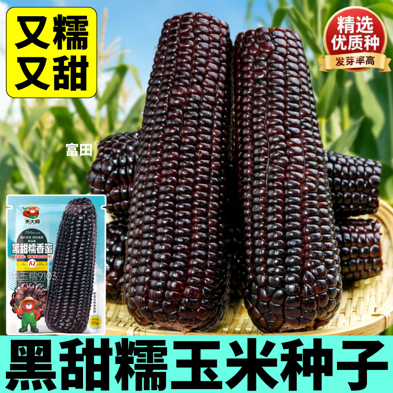 黑甜糯玉米种子屯玉糯9103东北黏苞米金黄棒子黑玉米种籽田地栽