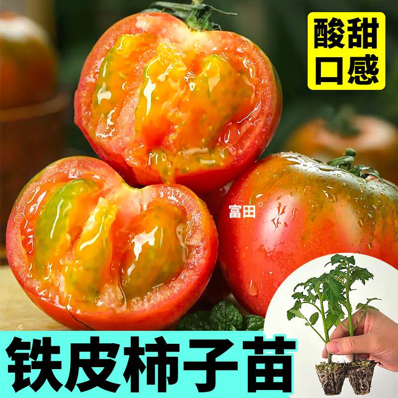 铁皮柿子苗秧四季高产小时候的味道正宗草莓柿子种子阳台盆栽可种