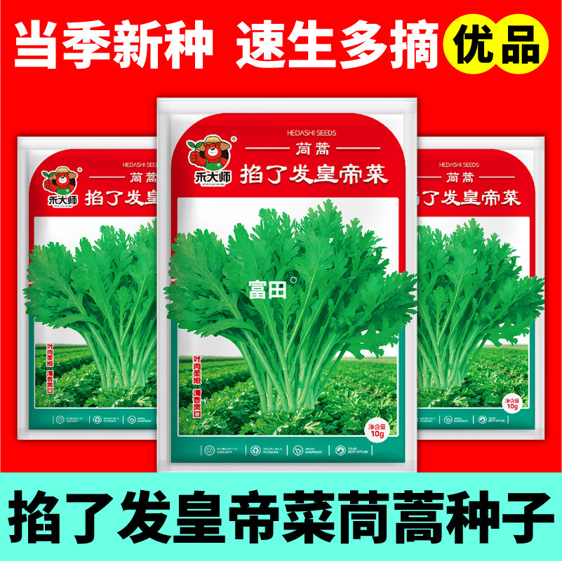 掐了发皇帝菜茼蒿种子速生摘不败大叶光杆茼蒿种籽四季阳台盆栽
