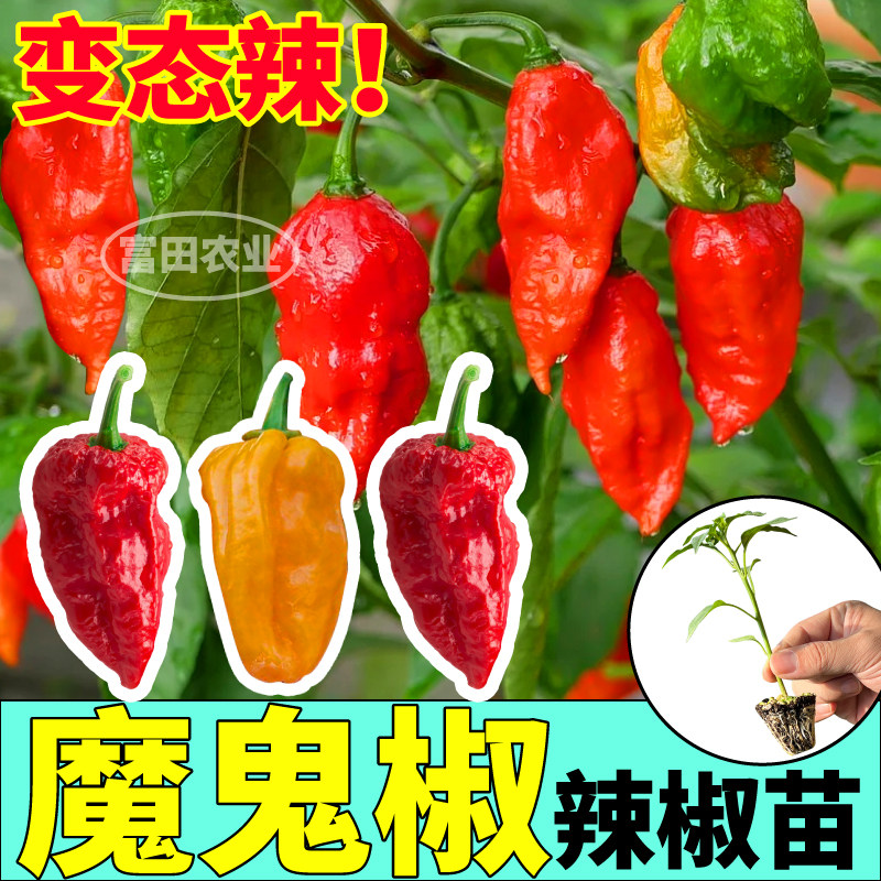 变态辣魔鬼椒辣椒苗秧四季高产阳台小院盆栽红黄魔鬼椒种子寿光