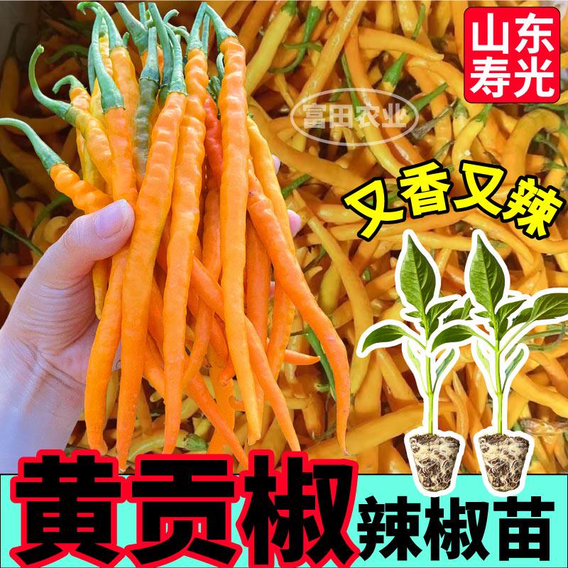 寿光香辣黄贡椒辣椒苗秧高产线椒红黄紫线椒美人二荆条种子蔬菜苗