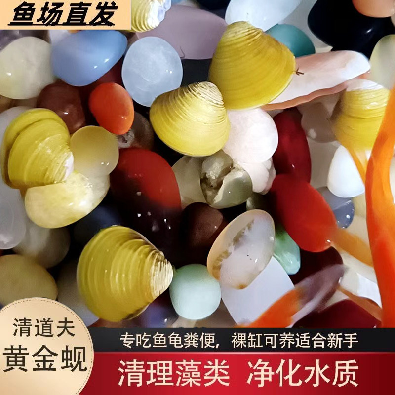 黄金蚬专吃鱼屎粪便净水河蚌冷水清道夫河蚬观赏鱼水族除藻观赏螺