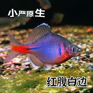 红腹白边淡水冷水观赏鱼好养耐活不加温鳑鲏鱼小型原生鱼群游鱼