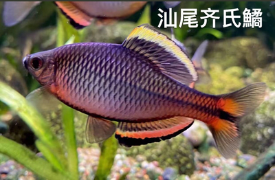 齐氏鱊广东汕尾齐原生冷水观赏鱼不加温好养耐活群游福齐漳州齐