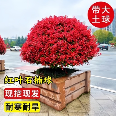 红叶石楠球树苗庭院别墅地栽