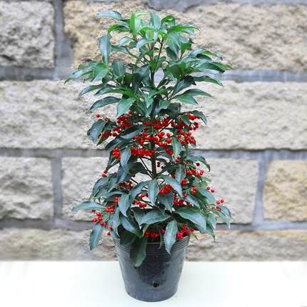 喜阴植物富贵籽红凉伞黄金万