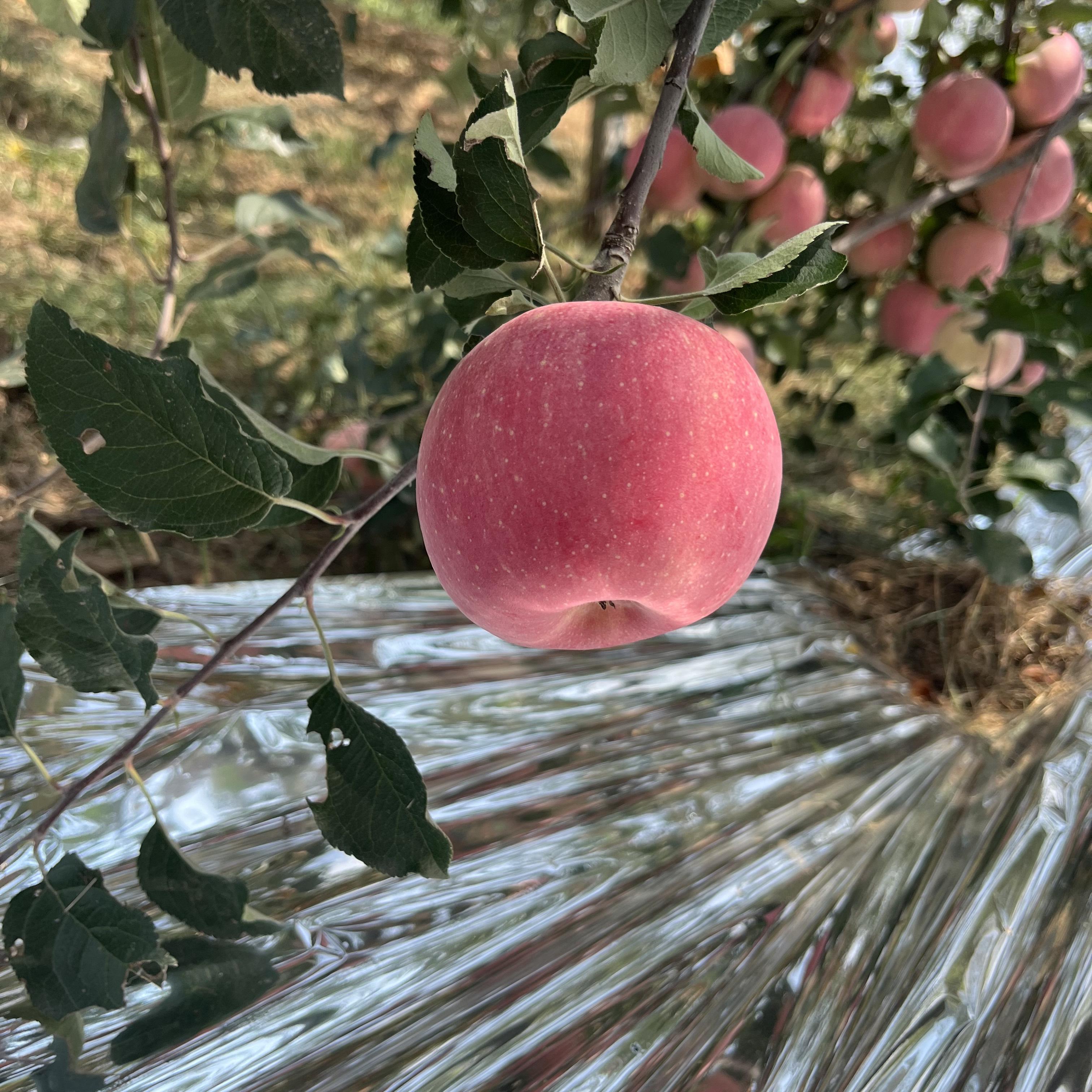 洛川新鲜苹果红富士皮薄肉厚