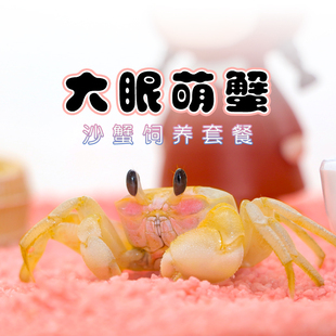 包邮 宠物蟹中华呆萌蟹 大眼沙蟹活体套餐 包活桌面萌宠 饲养套装