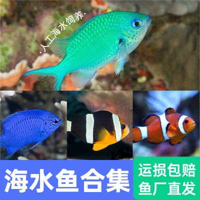 蓝魔清魔双带小丑鱼海水观赏鱼