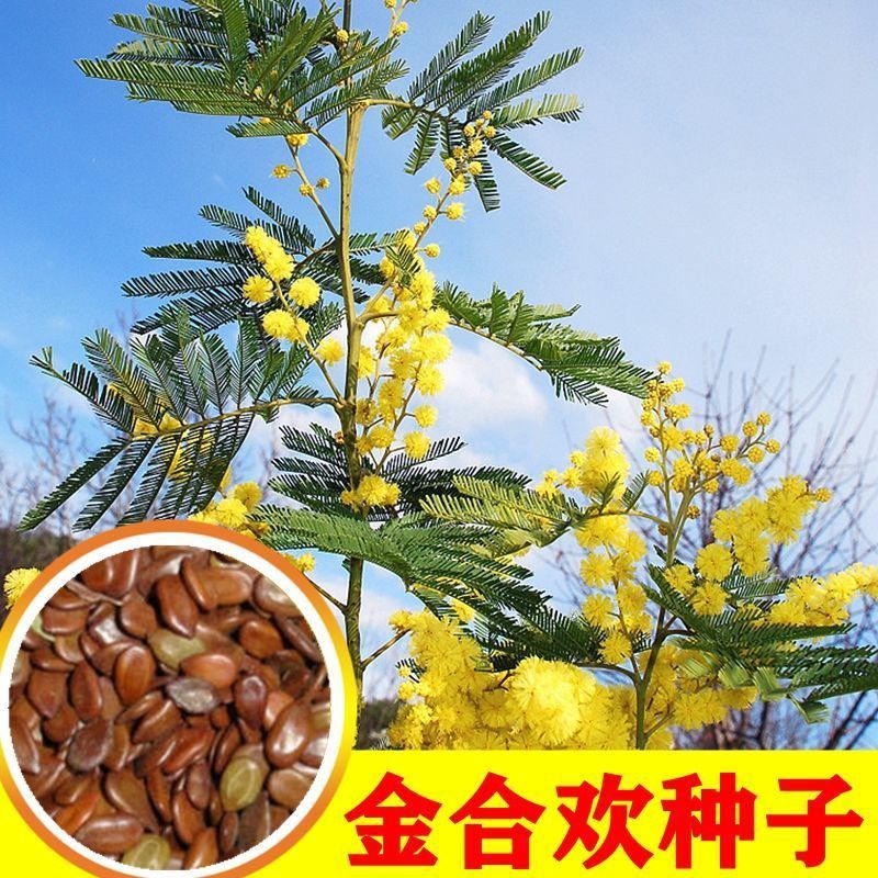 金合欢种子红花花种籽子