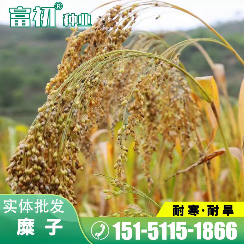 散装红糜子种子硬糜子种子