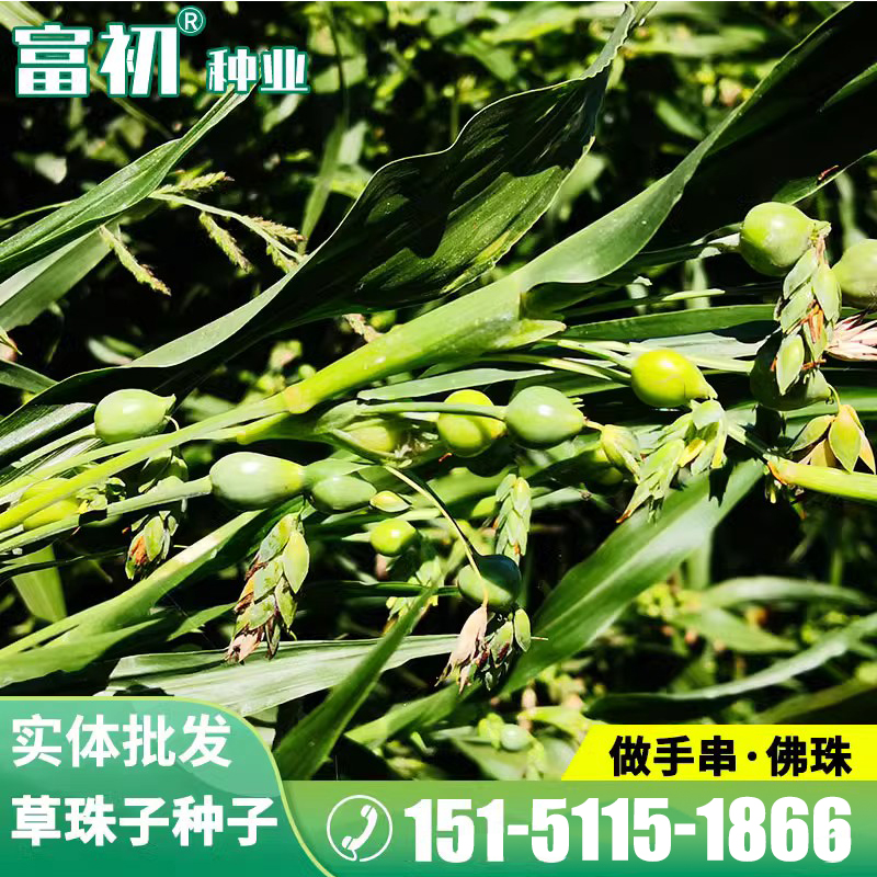 草珠子种子菩提手串草珠子