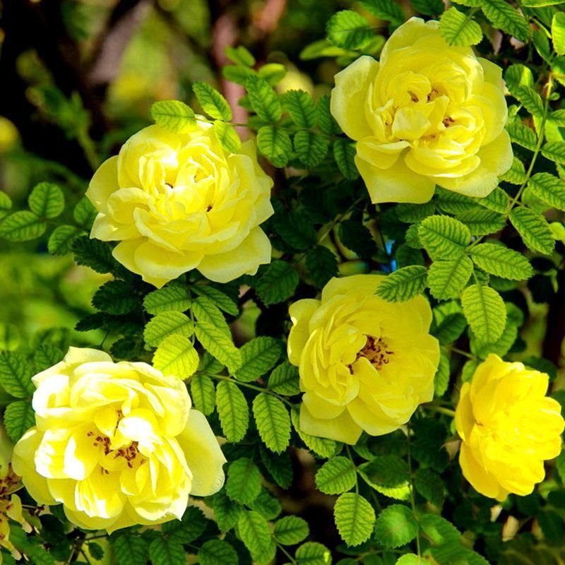 黄刺玫种子刺玫花黄刺梅种子重瓣黄刺玫爬墙梅种子