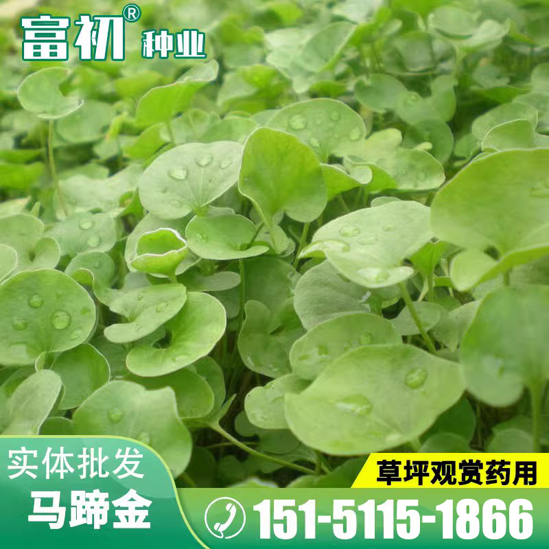 马蹄金种子小金钱草铜钱草籽草坪四季常青耐高温绿化垂吊绿植花卉