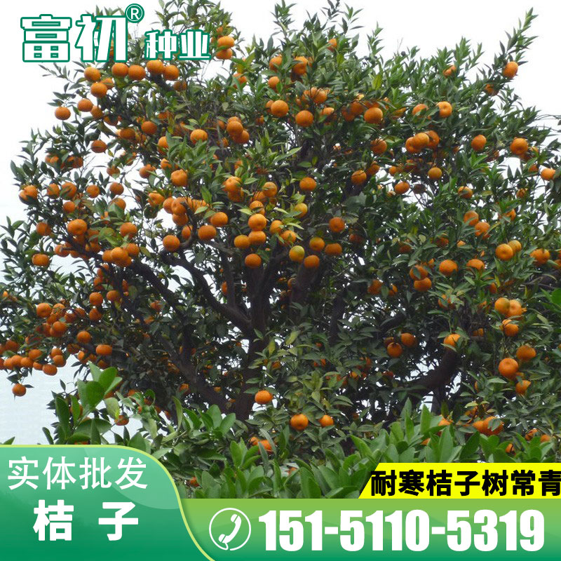 香橙种子枳壳枸橘种子