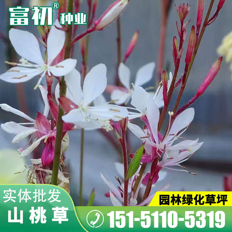 山桃草种子庭院春季播花草秋播四季易种室内花卉种子阳台盆栽花籽