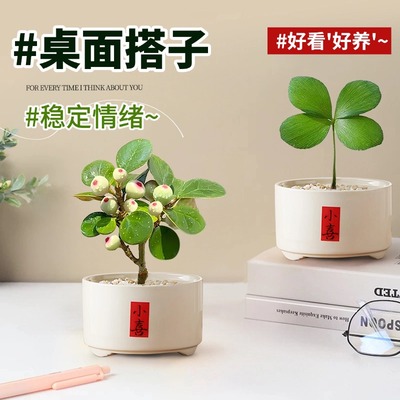 桌面绿植高级感摆件幼儿园植物角