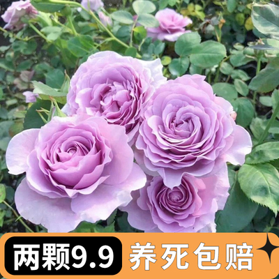 蓝色风暴月季浓香带花苞多季开花