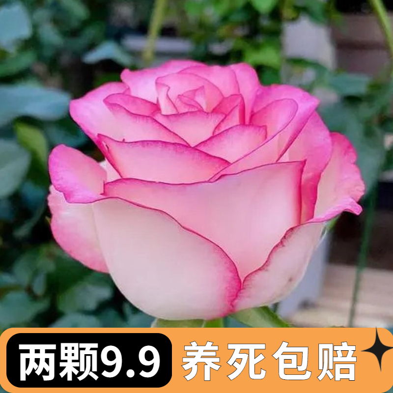 艾莎月季花苗玫瑰花苗切花月季浓香带...