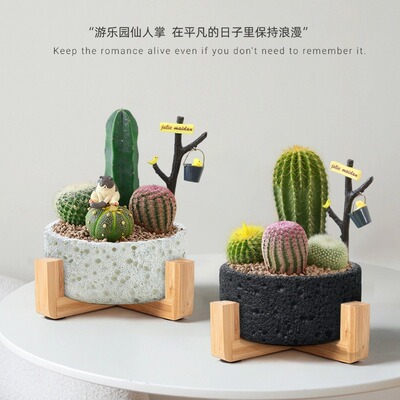 仙人掌盆栽多肉组合盆景桌面创意摆件小仙人球四季常青懒人好养