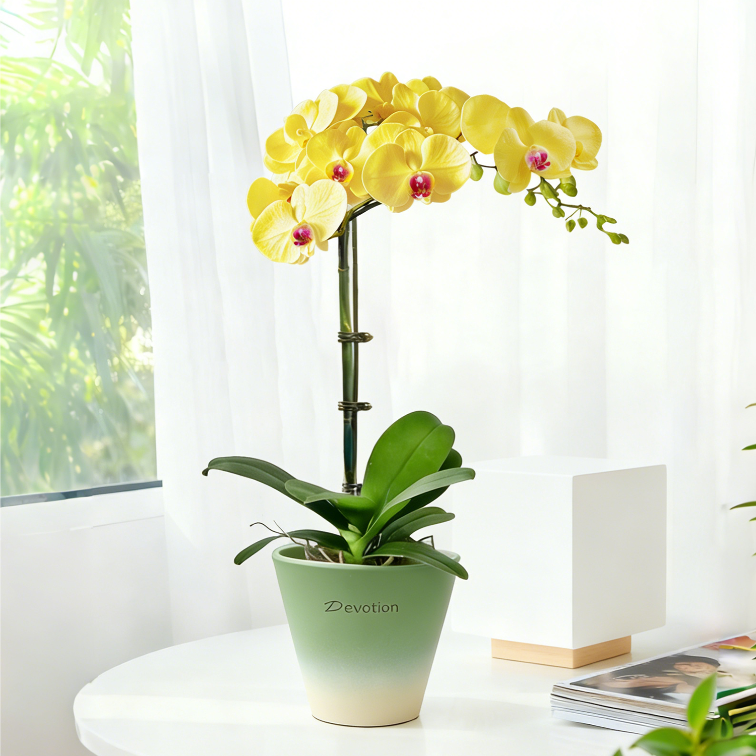 蝴蝶兰带花盆栽桌面绿植高级感开花植物室内花卉耐寒兰花苗年宵花