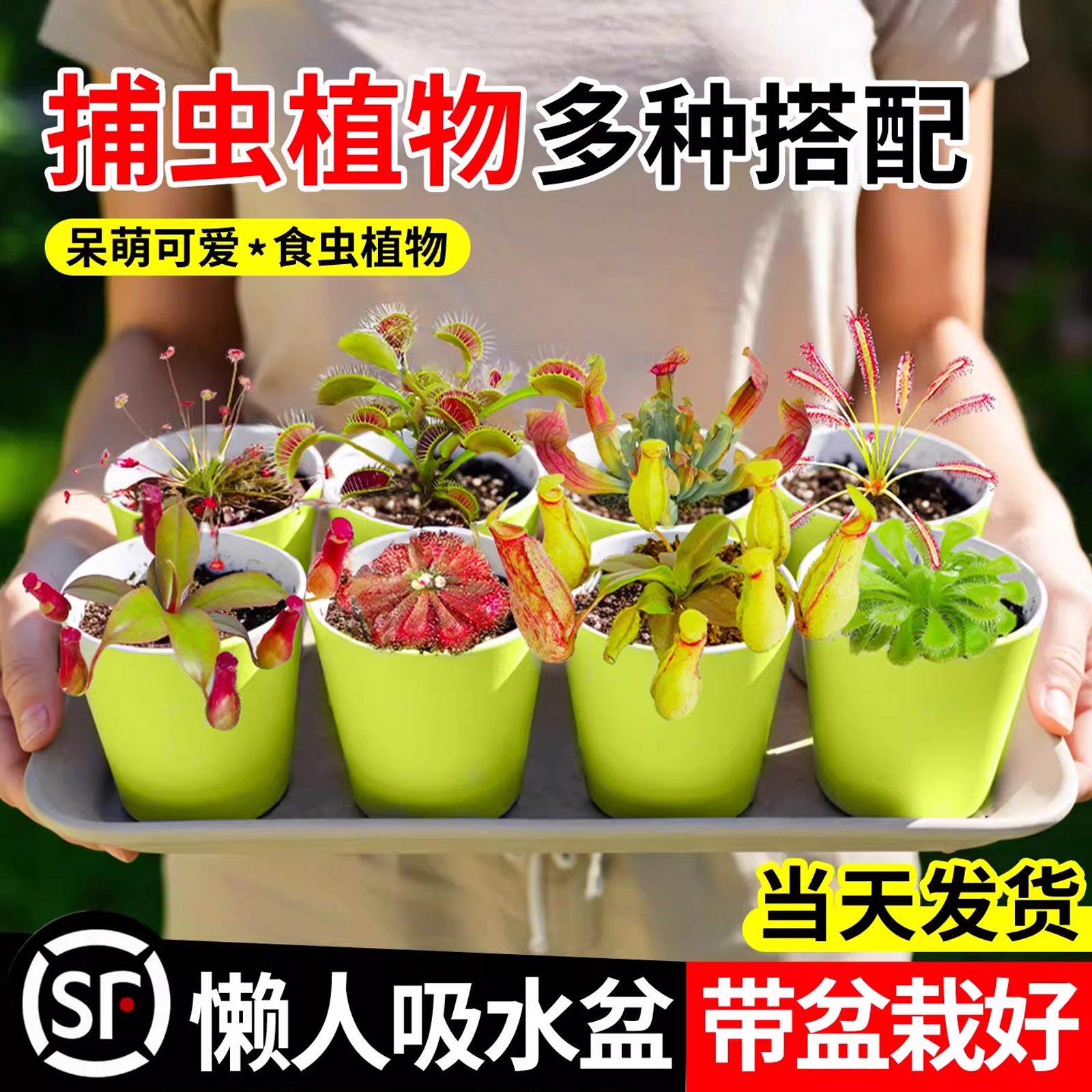 食虫植物捕蝇草盆栽猪笼草驱蚊