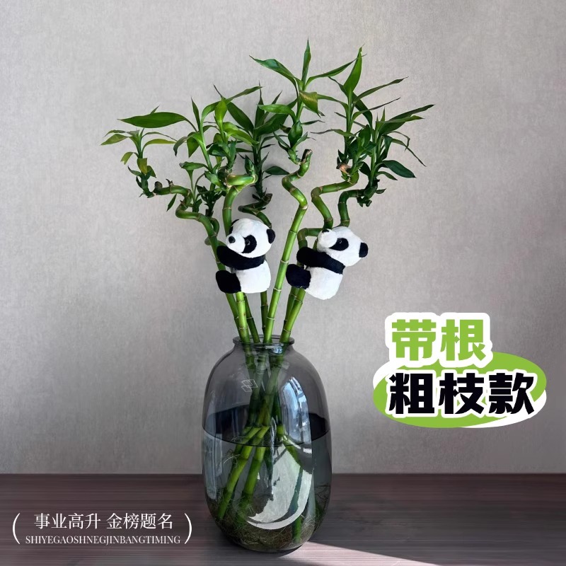 带根富贵竹水培植物转运竹招财竹