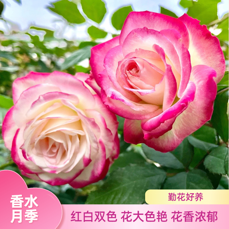 红双喜月季大花浓香多季开花