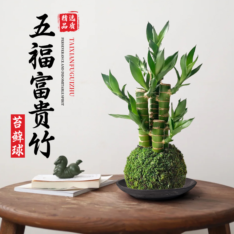 苔藓球富贵竹水培植物桌面好养
