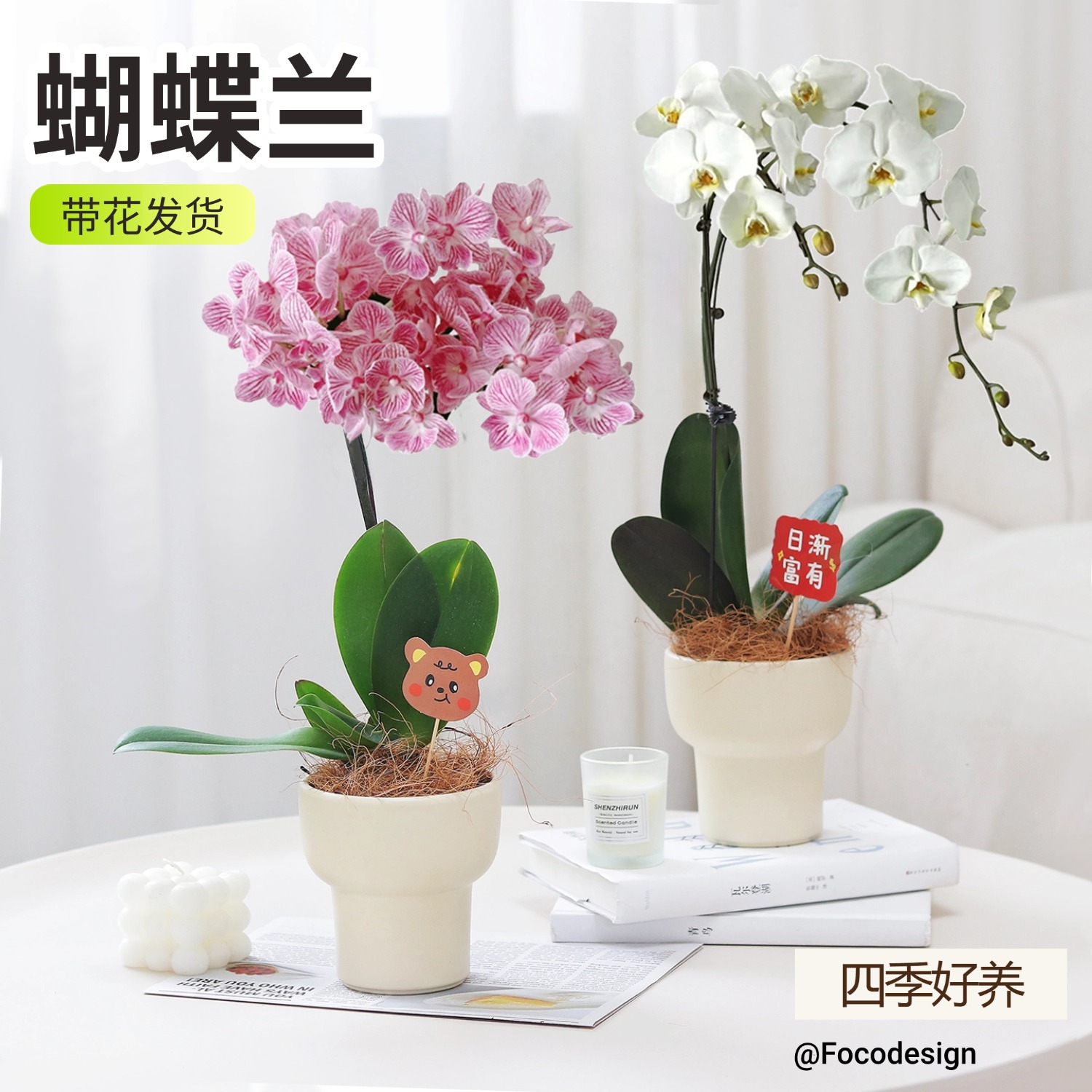蝴蝶兰带花盆栽室内桌面小盆栽