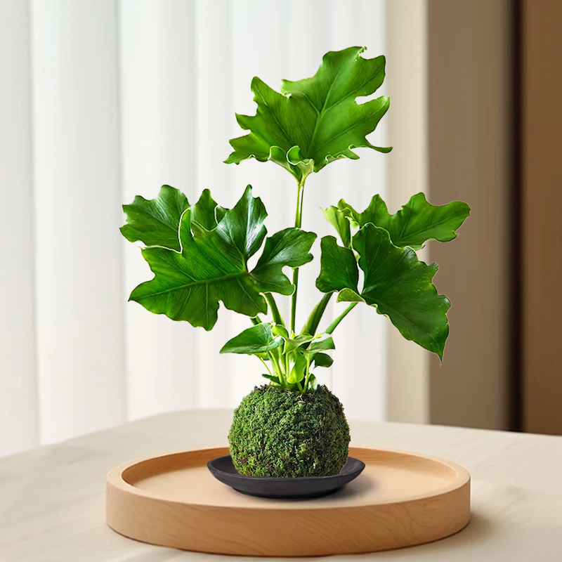 春羽水培植物苔藓球耐阴绿植好养